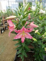 [5357 Uluru DJ No01.JPG]